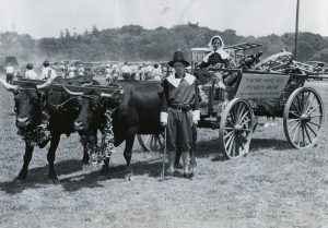 Black and white photo, woman and man dressed like pilgrims with wagon drawn by oxen